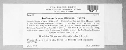 Trachyspora alchemillae image